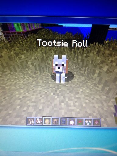 R.I.P Tootsie Roll | Wiki | Minecraft Amino